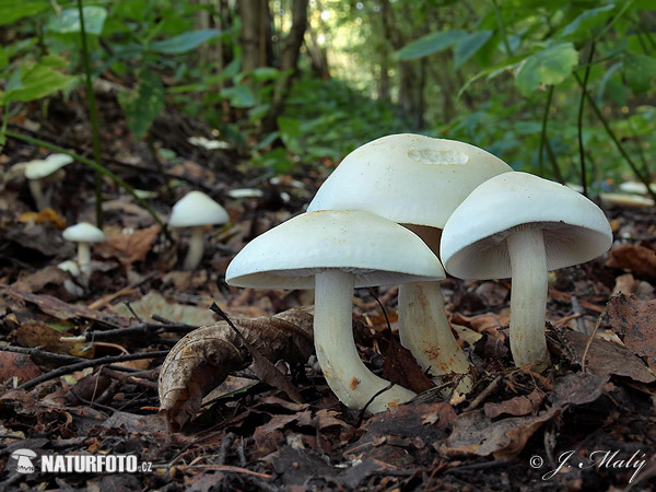 Tricholoma stiparophyllum