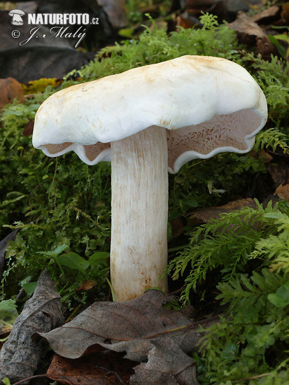 Tricholoma stiparophyllum