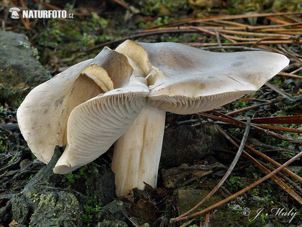 Tricholoma sudum Mushroom (Tricholoma sudum)