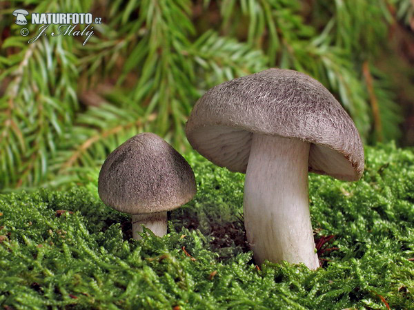 Tricholoma terreum