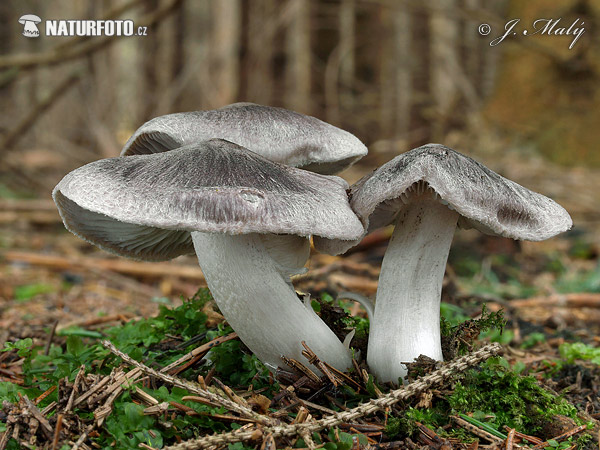 Tricholoma terreum