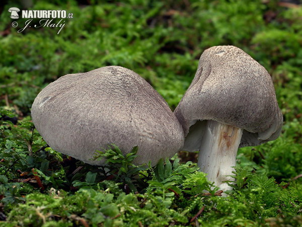 Tricholoma terreum