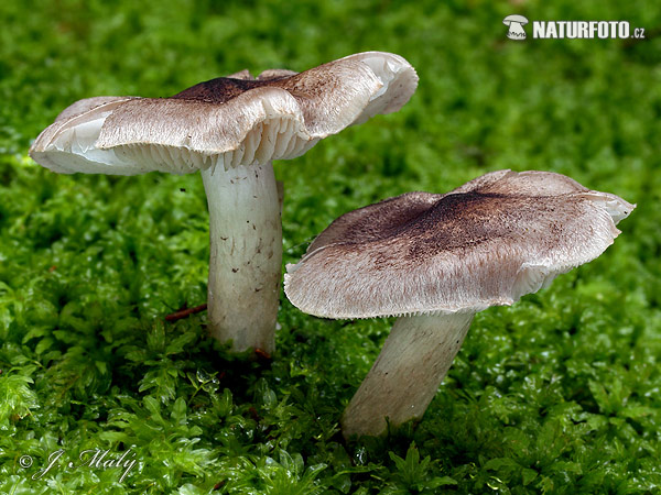 Tricholoma terreum