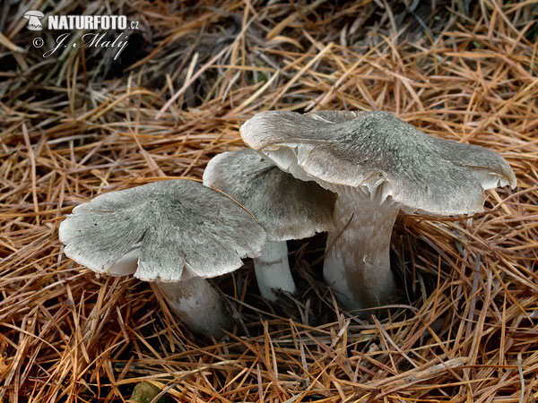 Tricholoma terreum