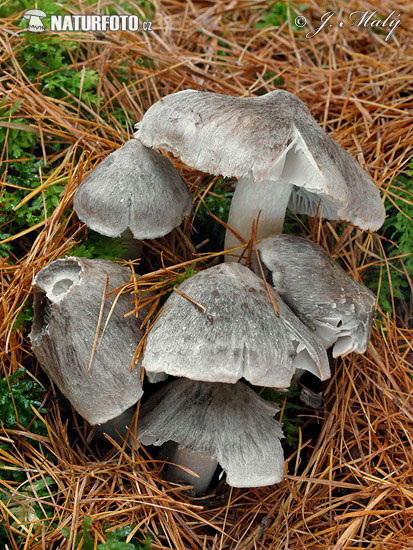 Tricholoma terreum