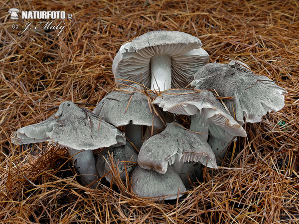 Tricholoma terreum