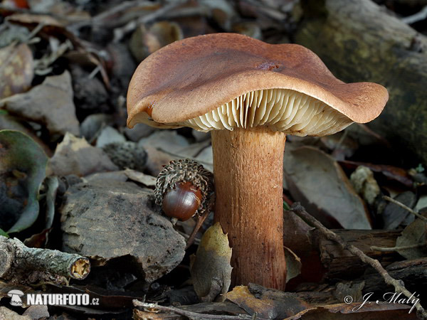 Tricholoma ustale