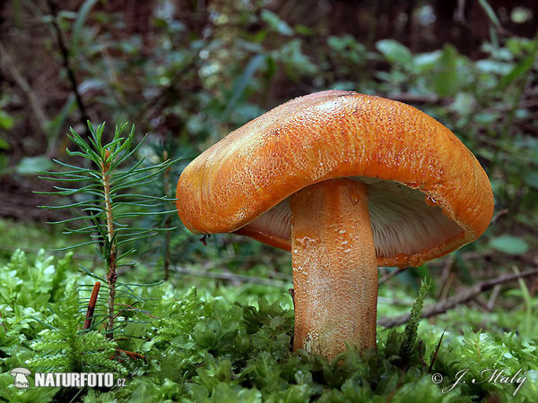 tricoloma anaranjado