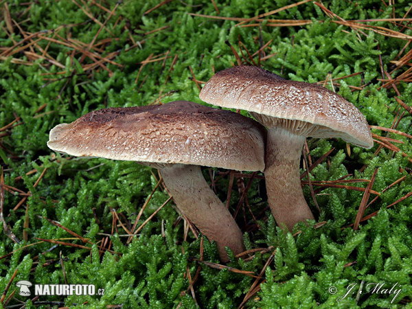 tricoloma imbricado