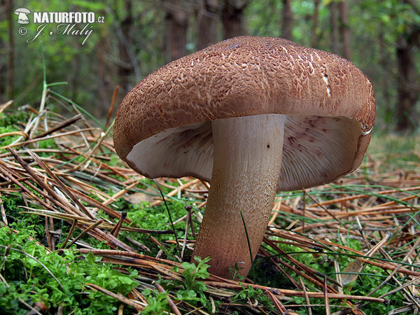 tricoloma imbricado