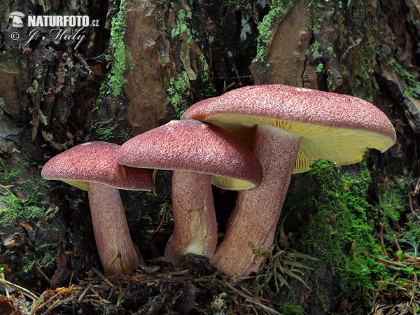 tricoloma rutilante