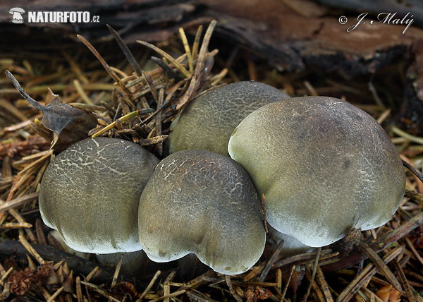 tricoloma saponáceo