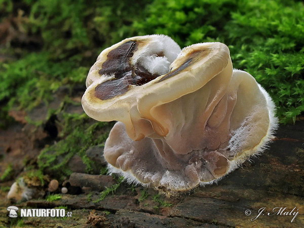 Tripe-fungus Mushroom (Auricularia mesenterica)