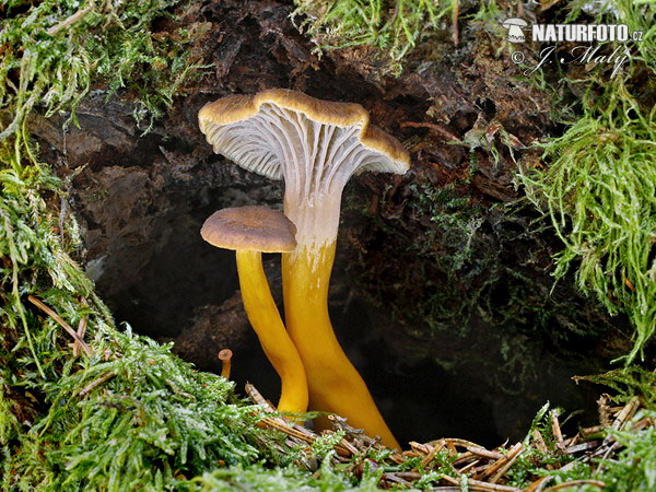 Trumpet Chanterelle Mushroom (Craterellus tubaeformis)