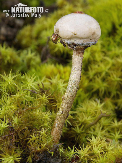 Tulostoma brumale