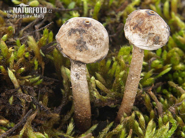 Tulostoma de invierno