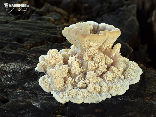 Turkeytail Mushroom (Trametes versicolor)