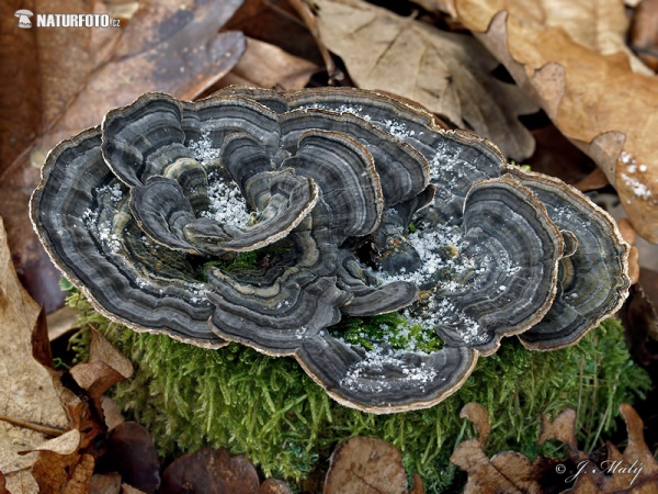 Turkeytail Mushroom (Trametes versicolor)