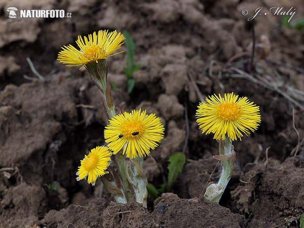 Tussilago farfara