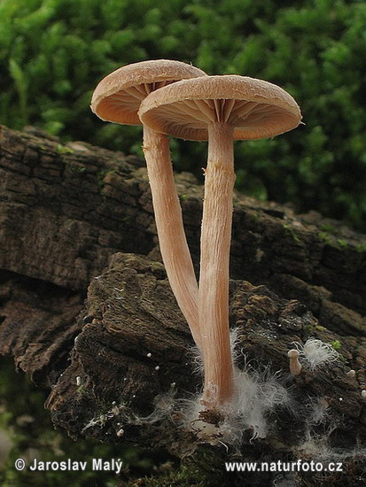 Twiglet Mushroom (Tubaria sp.)