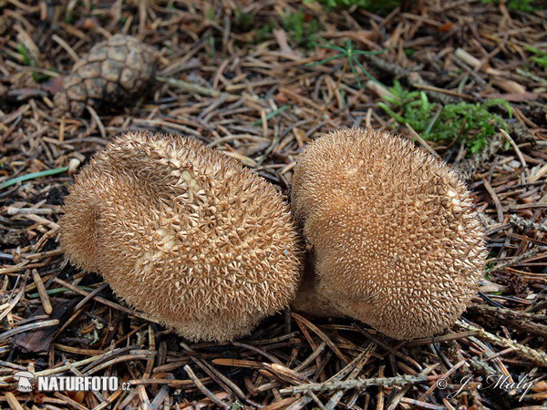Umber-Brown Puffball Mushroom (Lycoperdon umbrinum)