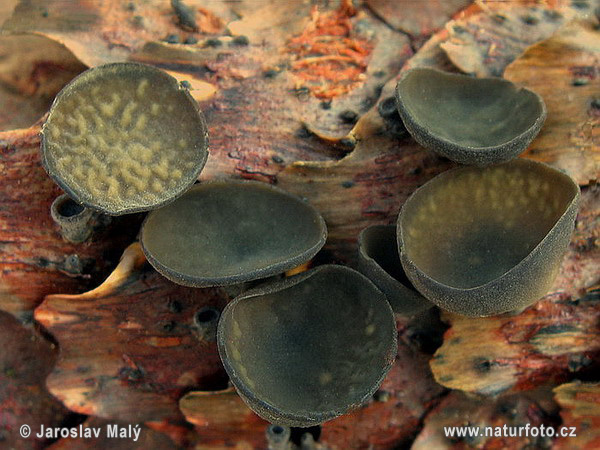 utstroemia bulgarioides