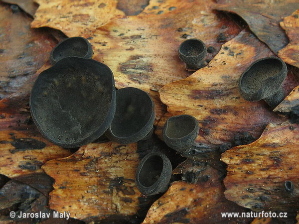 utstroemia bulgarioides