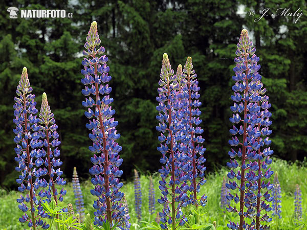 Vaste lupine