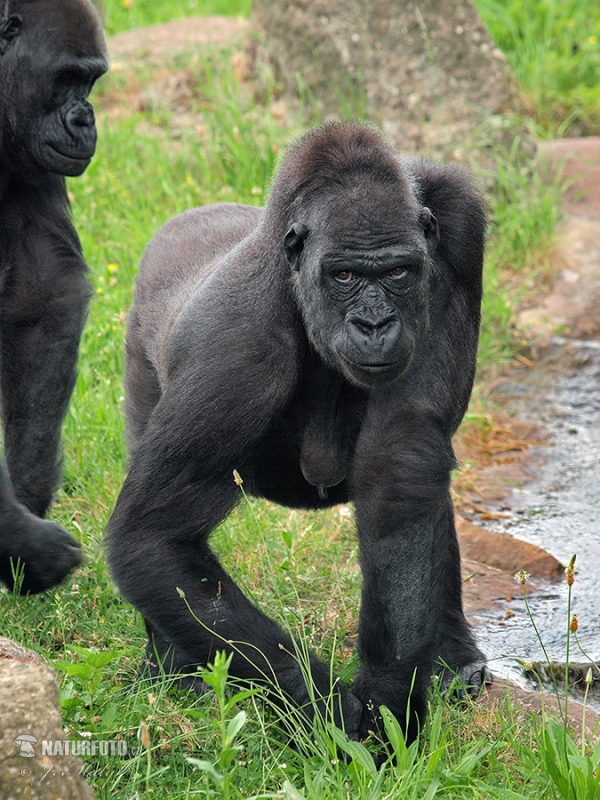 Västlig gorilla