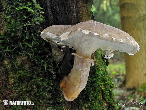 Veiled Oyster Mushroom (Pleurotus dryinus)