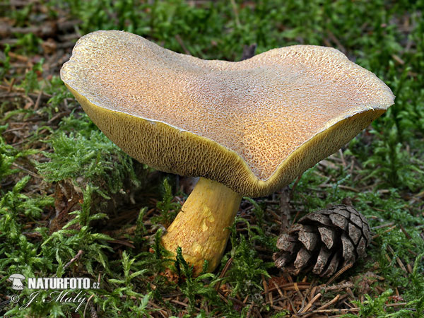 Velvet Bolete Mushroom (Suillus variegatus)