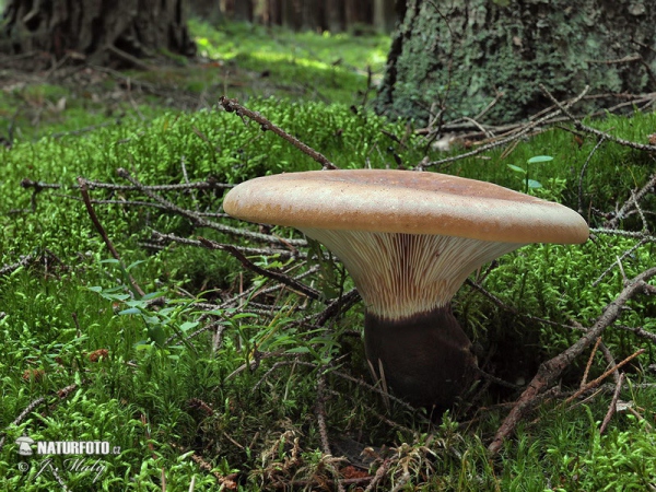 Velvet Rollrim Mushroom (Tapinella atrotomentosa)