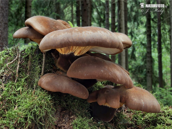 Velvet Rollrim Mushroom (Tapinella atrotomentosa)