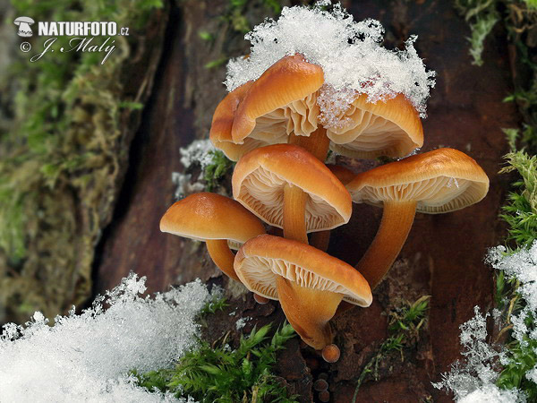 Velvet Shank Mushroom (Flammulina velutipes)