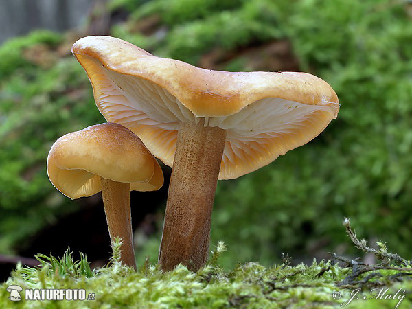 Velvet Shank Mushroom (Flammulina velutipes)