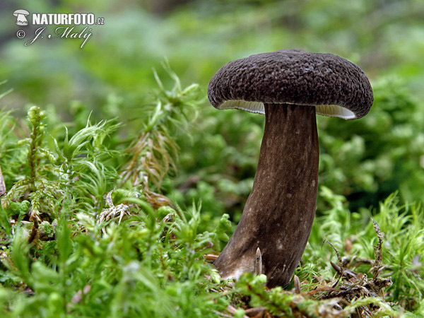 Velvety Milkcap Mushroom (Lactarius lignyotus)