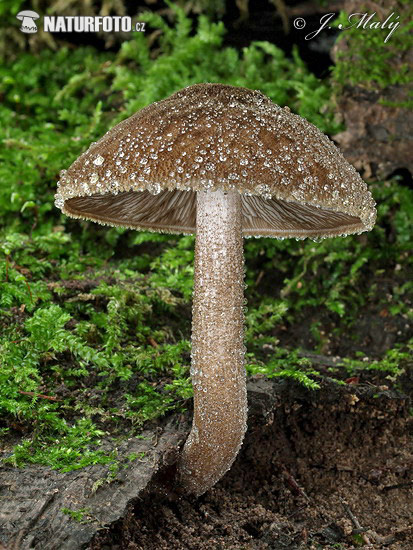 Velvety Shield Mushroom (Pluteus umbrosus)