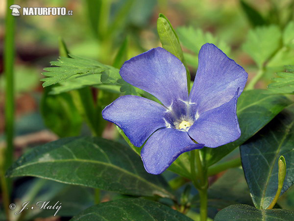 Vinca minor