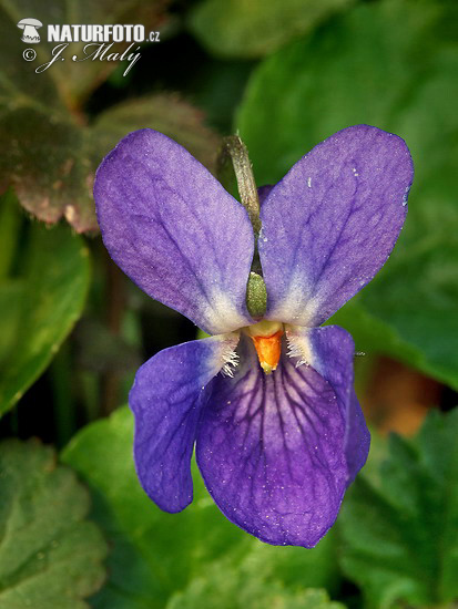 Viola mammola