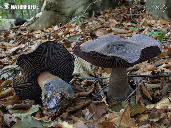 Violet Webcap Mushroom (Cortinarius violaceus)