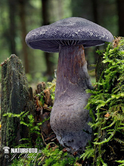 Violet Webcap Mushroom (Cortinarius violaceus)