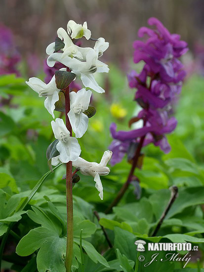 Violeta bulbosa - Coridal