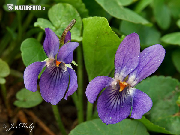 Violette odorante