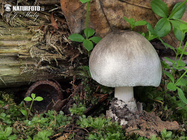 Volvariella caesiotincta