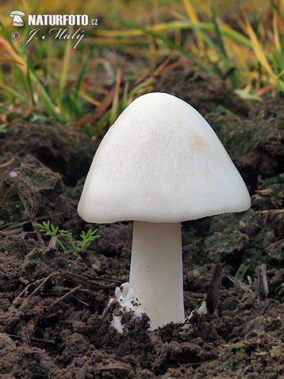 Volvariella gloiocephala