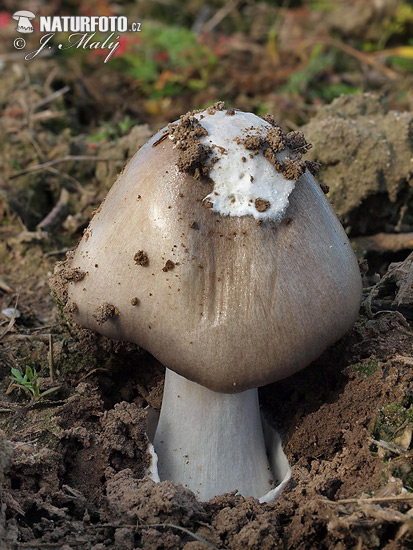 Volvariella gloiocephala