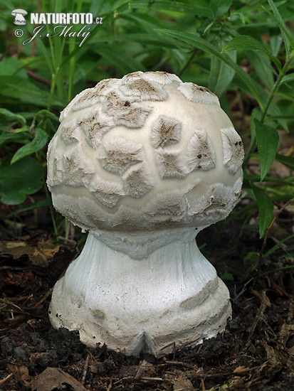 Warted Amanita Mushroom (Amanita strobiliformis)