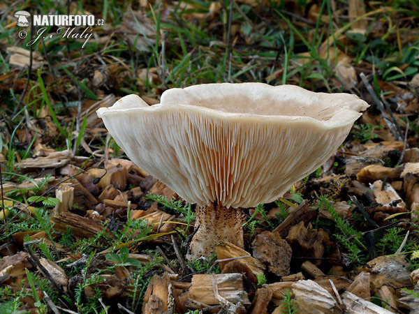Warty Cavalier Mushroom (Melanoleuca verrucipes)