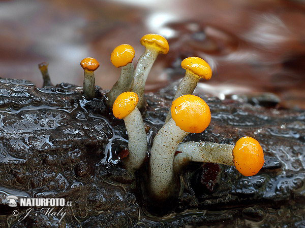 Water Club Mushroom (Vibrissea truncorum)