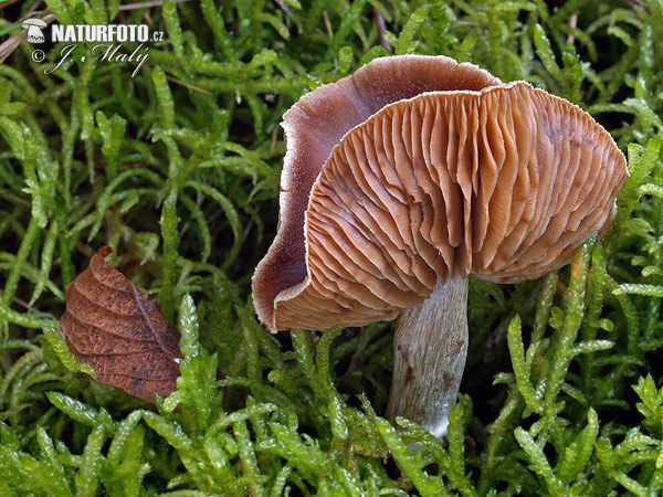 Webcap Mushroom (Cortinarius sp.)